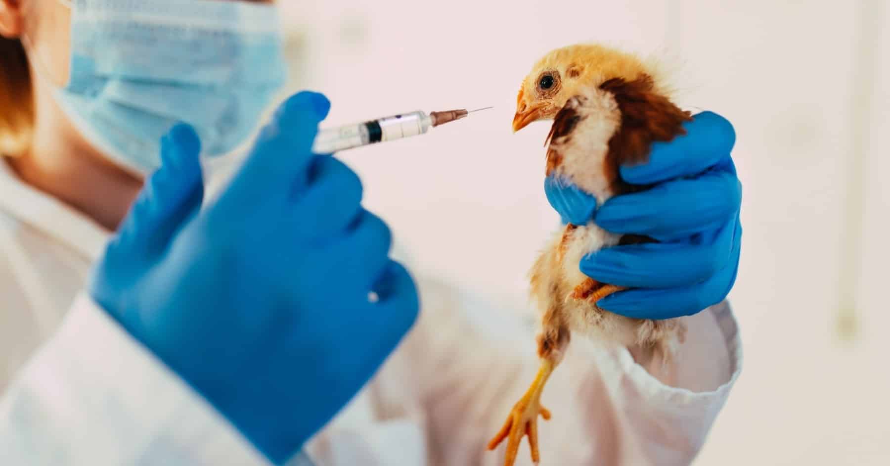 Enfermedades-en-aves