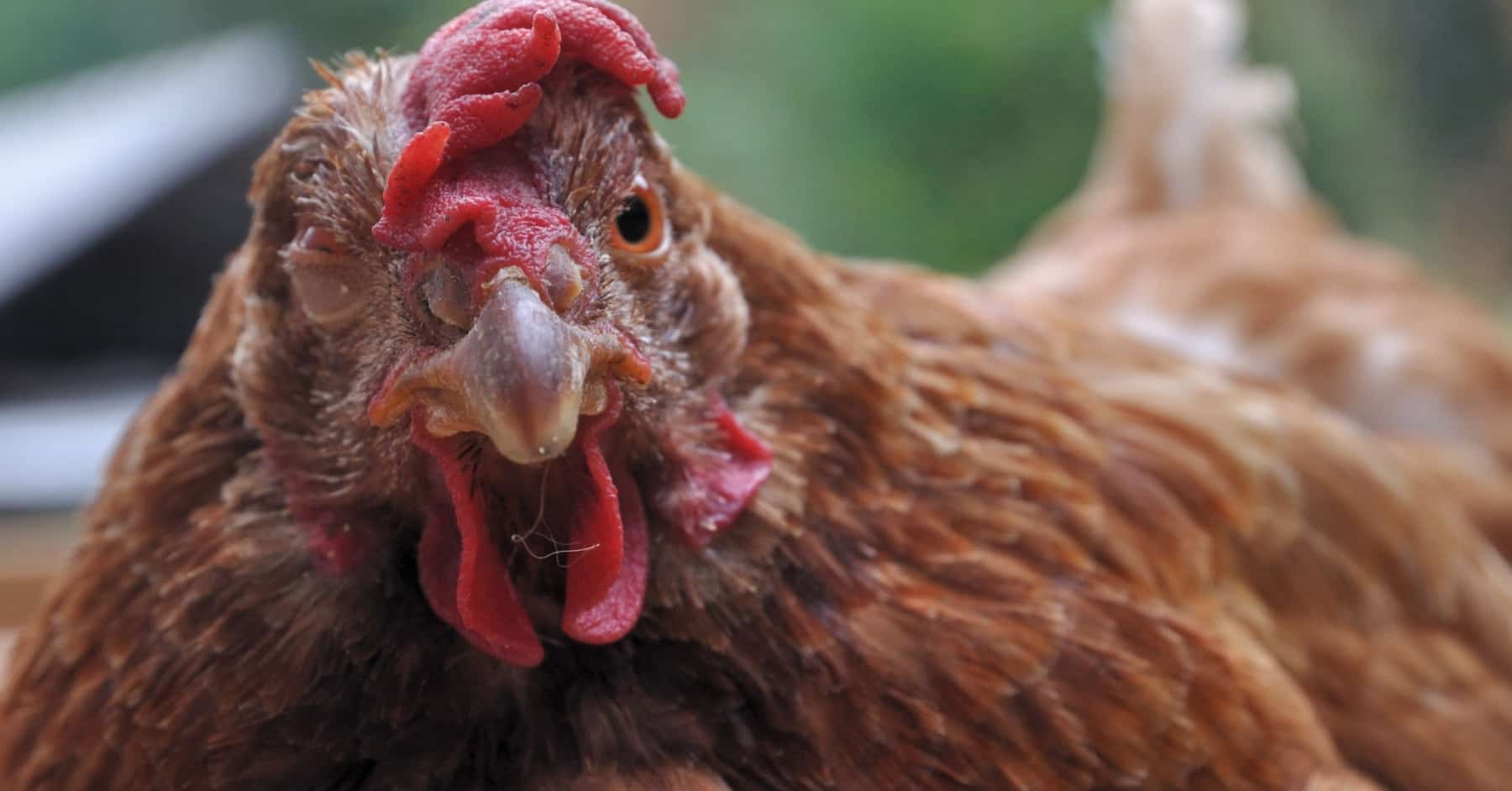 Enfermedades-en-aves-de-corral