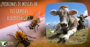 ▷Trampa para Moscas Casera| Trucos para crear las Mejores 8 las mejores trampas para moscas