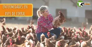▷ Enfermedades respiratorias en Aves de Corral 7 Enfermedades en las aves de corral