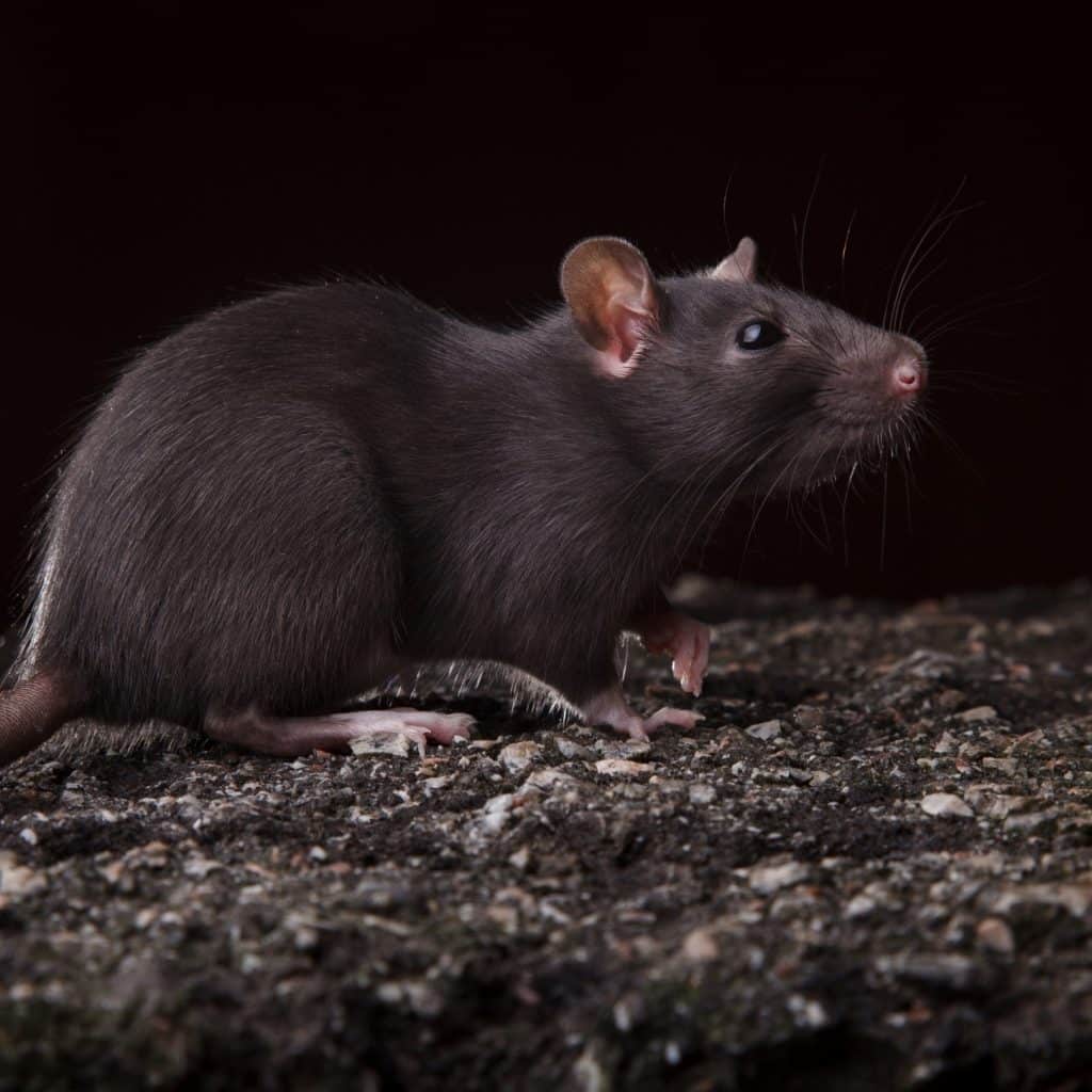 rata negra