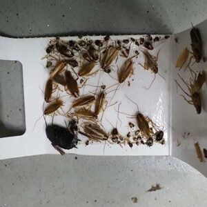 trampa de pegamento para cucarachas