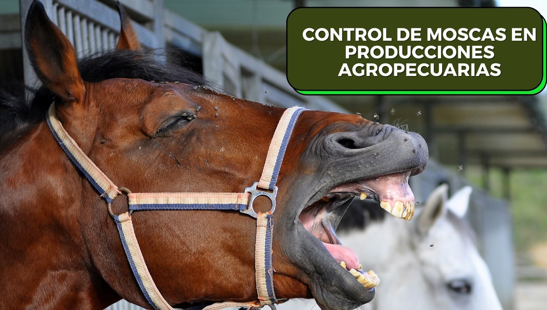 Principales Tipos de Moscas y Cómo