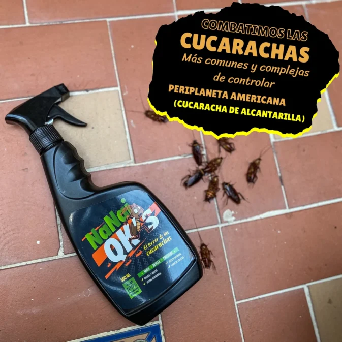 insecticida natural cucaracha americana.jpg